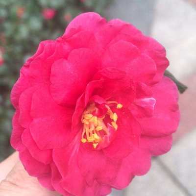 找模特，付费摄影师